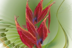 Dancing Flower